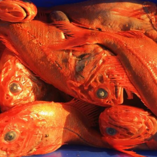 10 Fish to Never Put on Your Plate–The Shocking Reasons Might Surprise You!