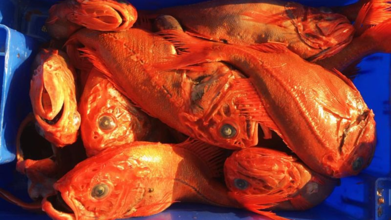 10 Fish to Never Put on Your Plate–The Shocking Reasons Might Surprise You!