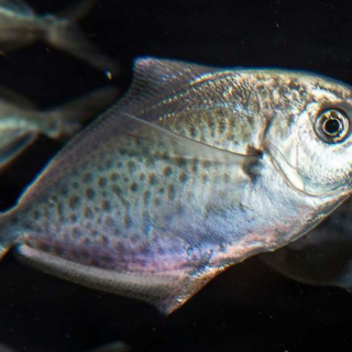 20 Fish You Should Avoid Eating (and the Reasons Why)