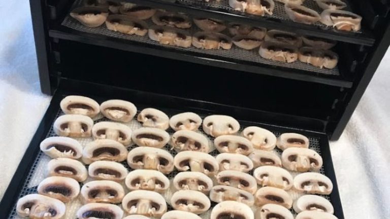 Unlock the Secrets to Long-Lasting Mushrooms with These 15 Storage Methods