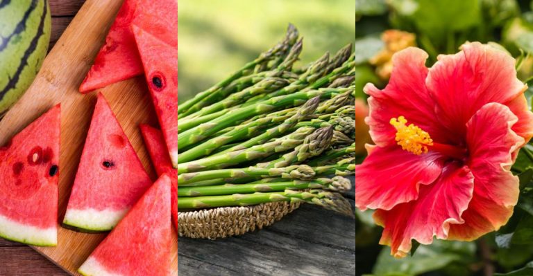 10 Everyday Foods and Drinks That Work as Natural Diuretics