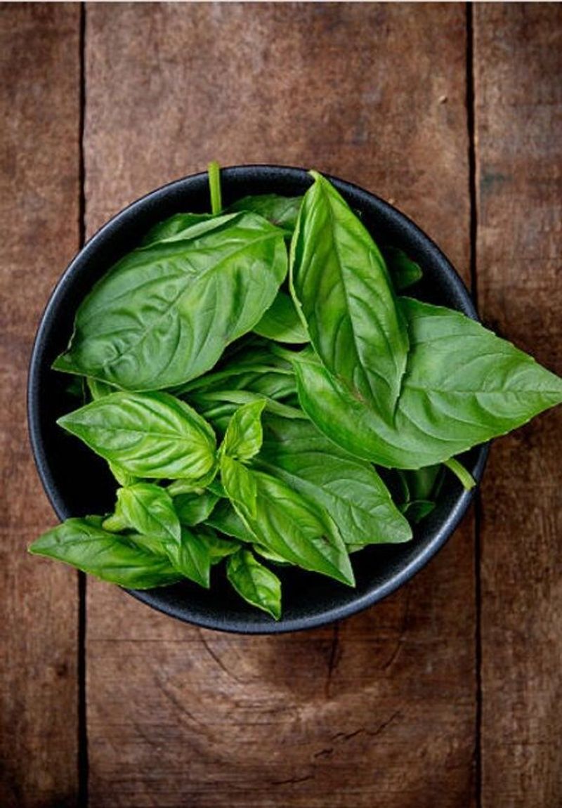Basil