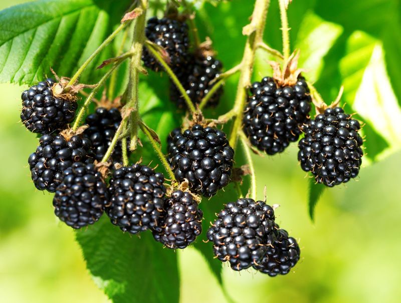 Blackberries