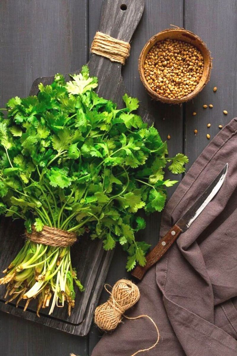 Cilantro