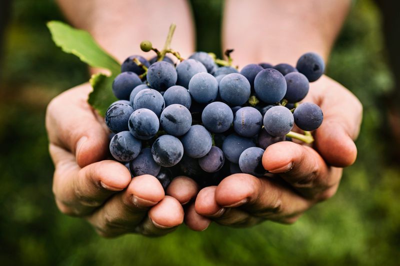 Dark Purple Grapes