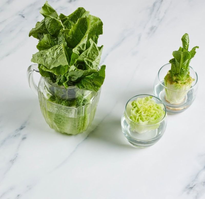 Drinking Lettuce Water for Sleep