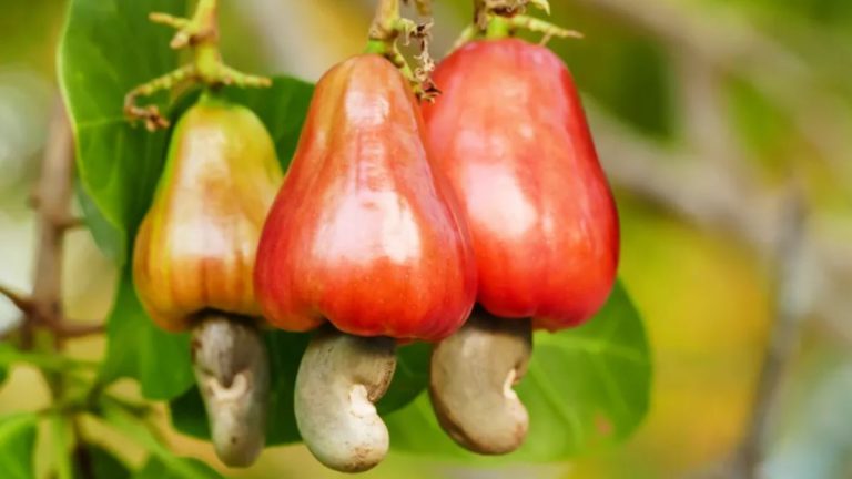 Health Benefits and the Moderation Secret of the Deliciously Nutritious Cashews