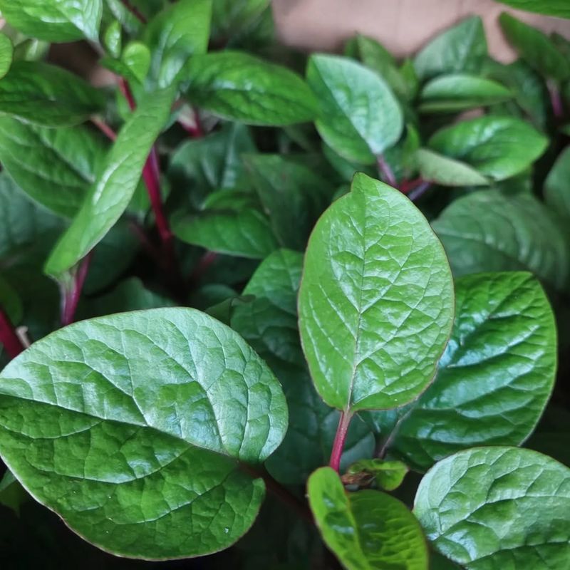 Spinach
