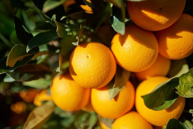 Oranges