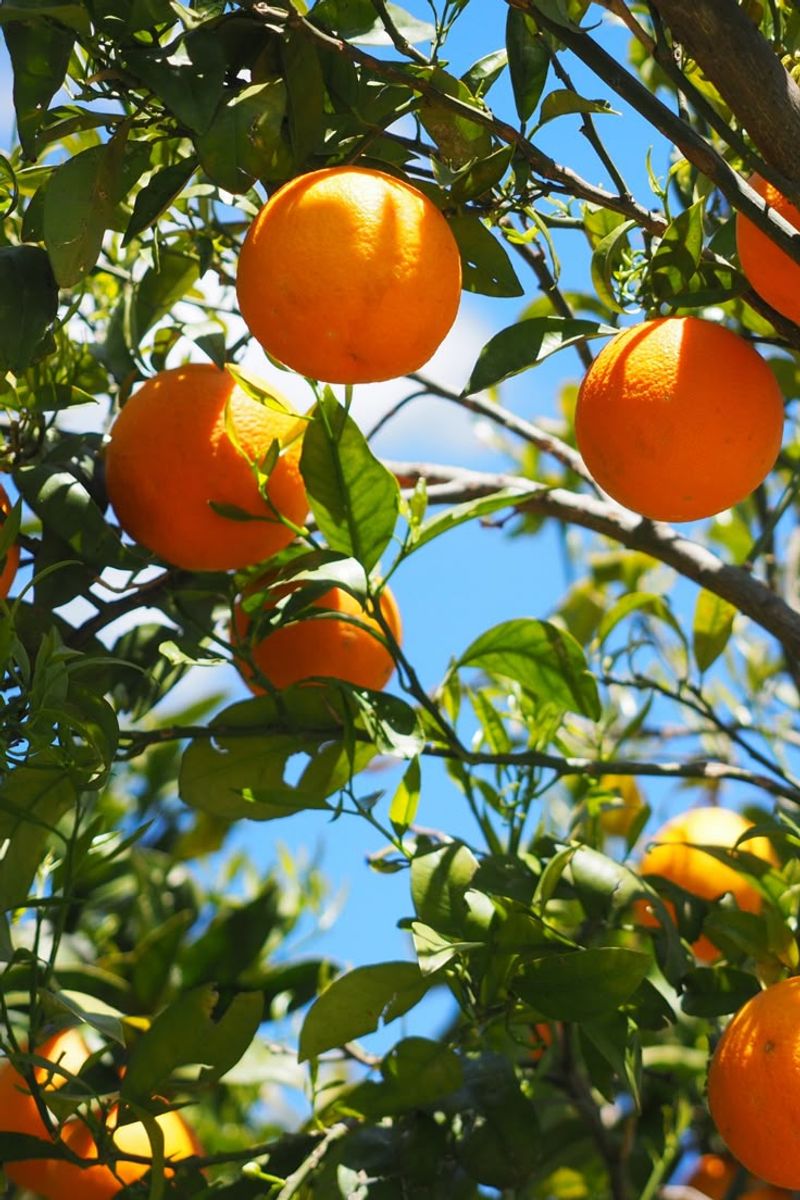 Oranges