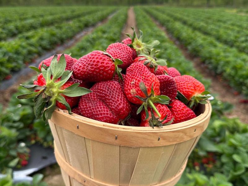 Strawberries