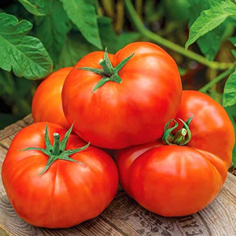 Tomatoes