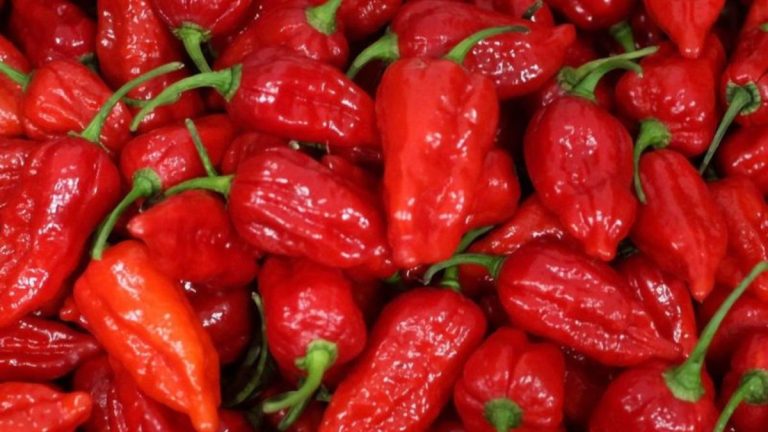 We Ranked the 15 Hottest Chilies on Earth – Dare to Try?