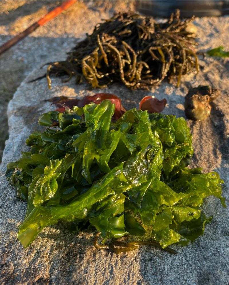 Seaweed