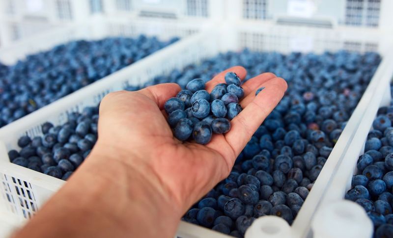 Açaí Berries