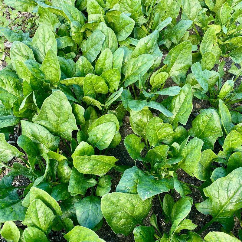 Spinach