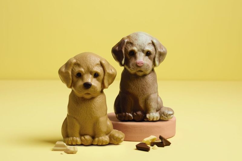 Aldi’s Charlie the Chocolate Labrador