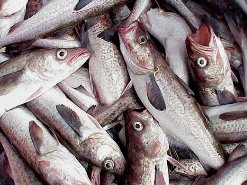 McDonald's uses only Alaskan pollock