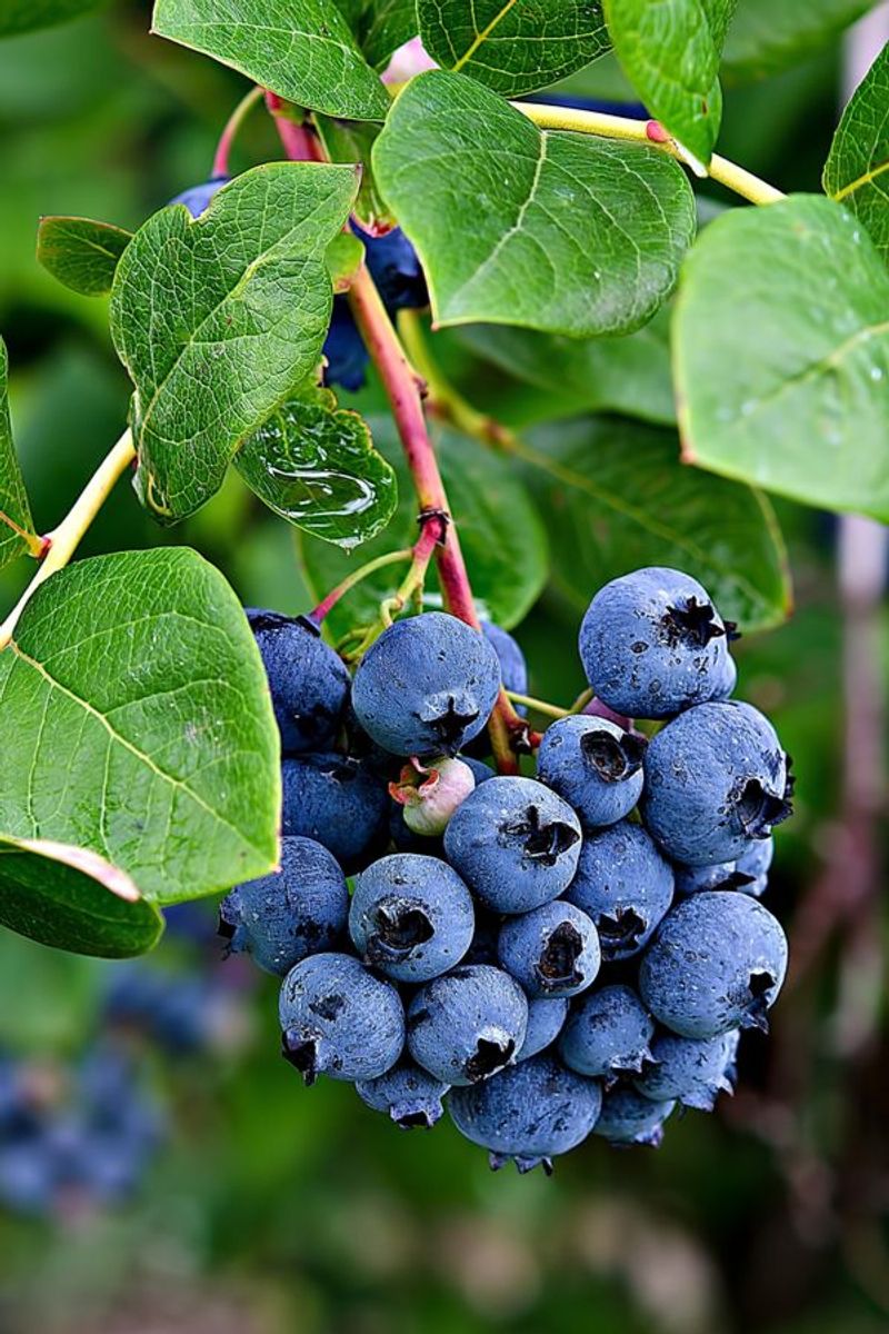 Blueberries