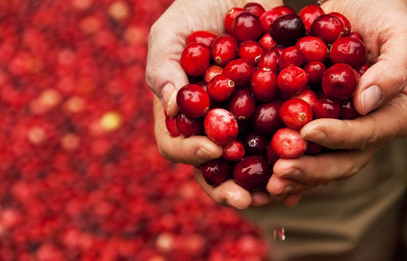 Cranberries Bounce When They're Ripe