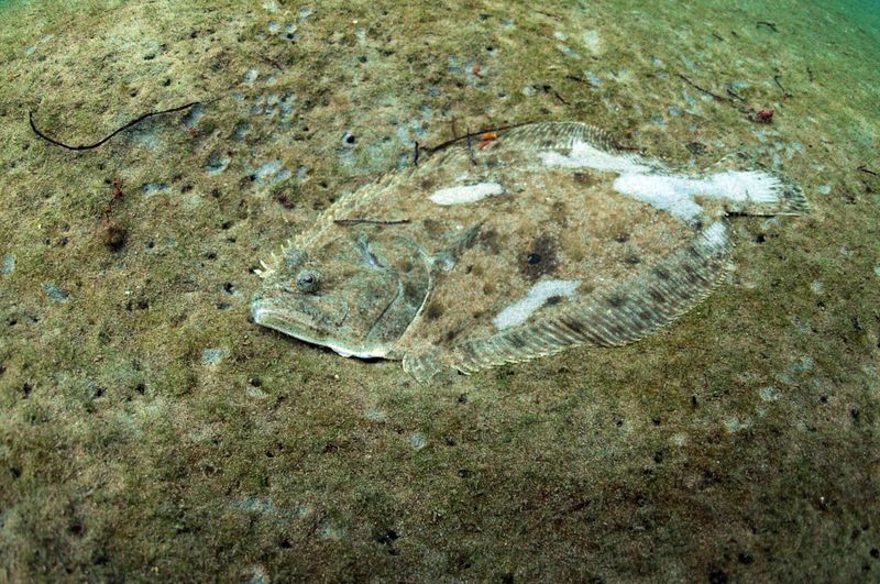 Atlantic Flatfish (Halibut, Flounder, Sole)