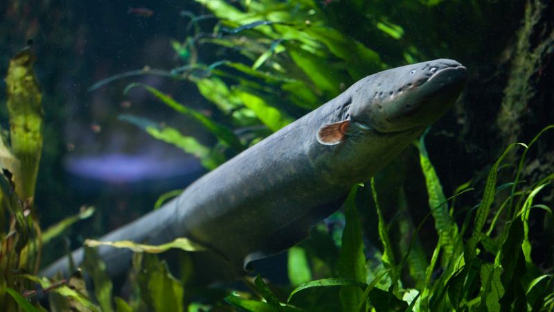Eel