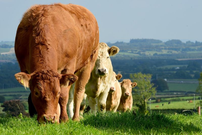 Grass-Fed Irish Beef