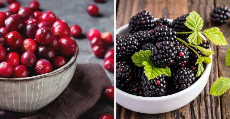 Berry Powerful: 12 Tiny Fruits With Massive Health Benefits