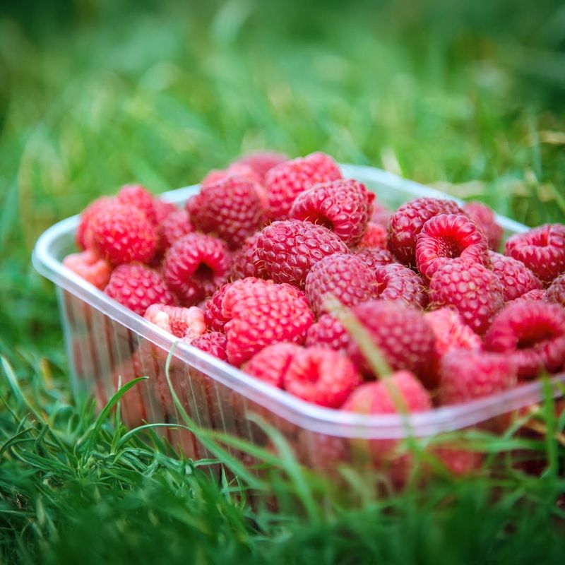 Raspberries