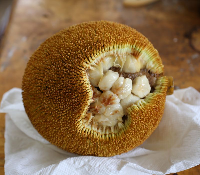 Breadfruit Seeds