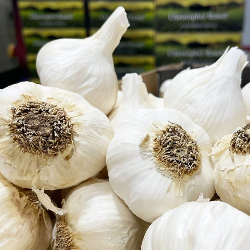 Garlic