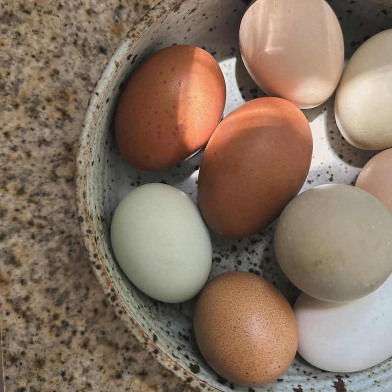 Brown Eggs Are Healthier Than White Eggs