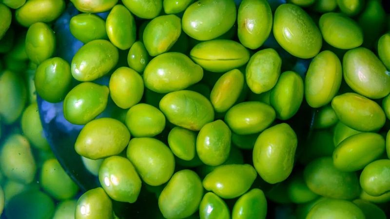 Edamame Pods with Sea Salt