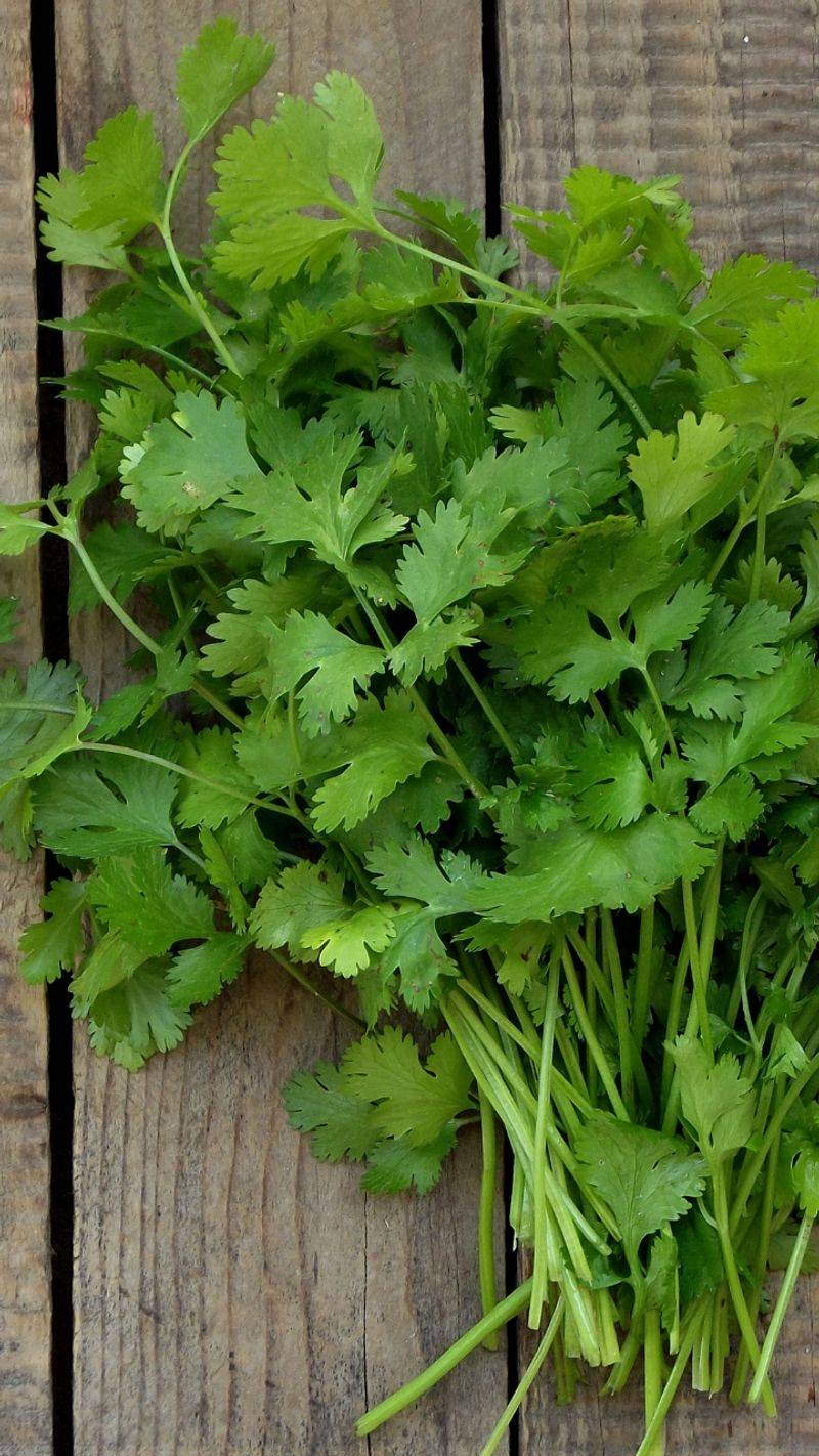 DETOX: Cilantro