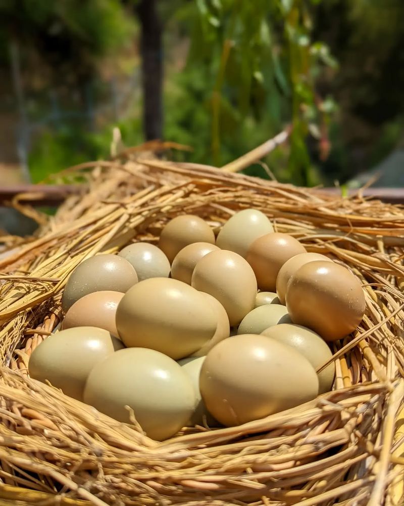 Pheasant Eggs