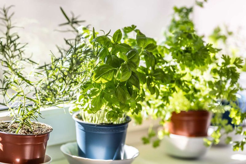 Fresh Herbs (Grown at Home)