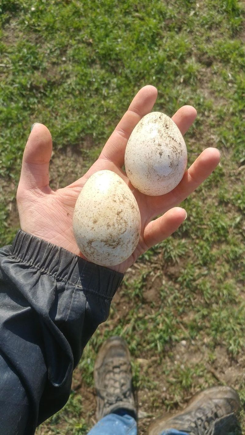 Turkey Eggs