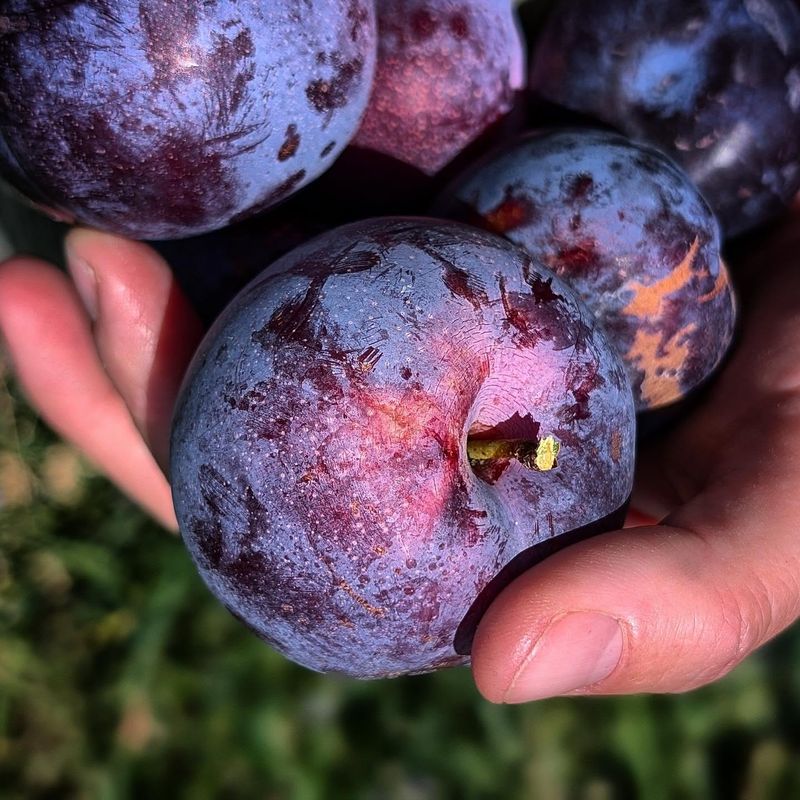 Plums