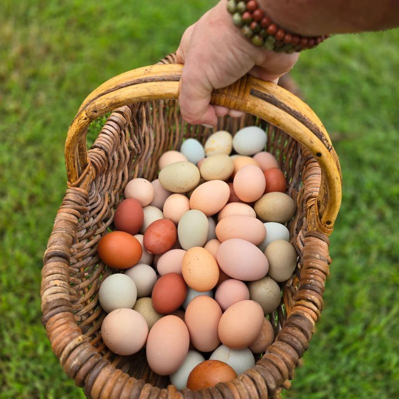 Eggs