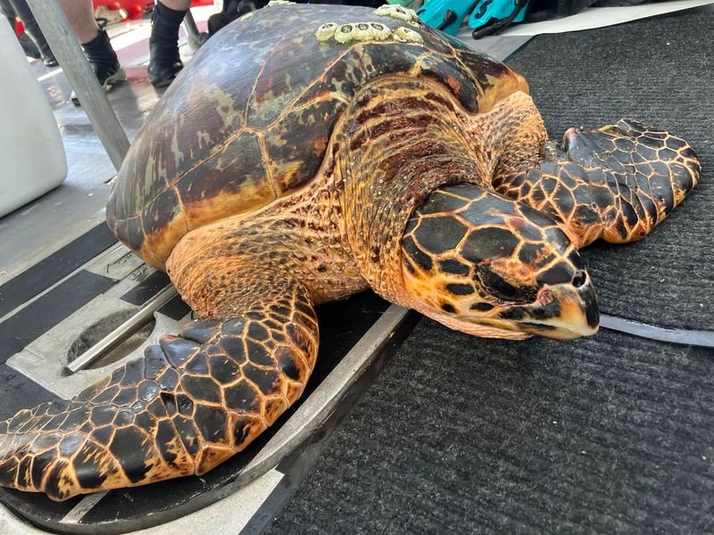 Sea Turtle Meat