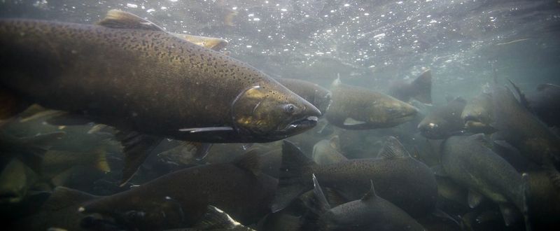 Atlantic Salmon (Farmed)