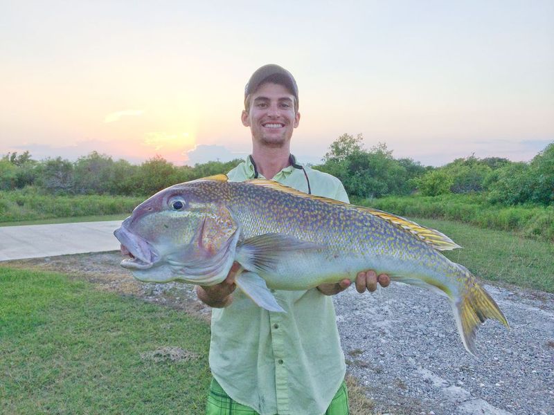 Tilefish (especially Gulf of Mexico)