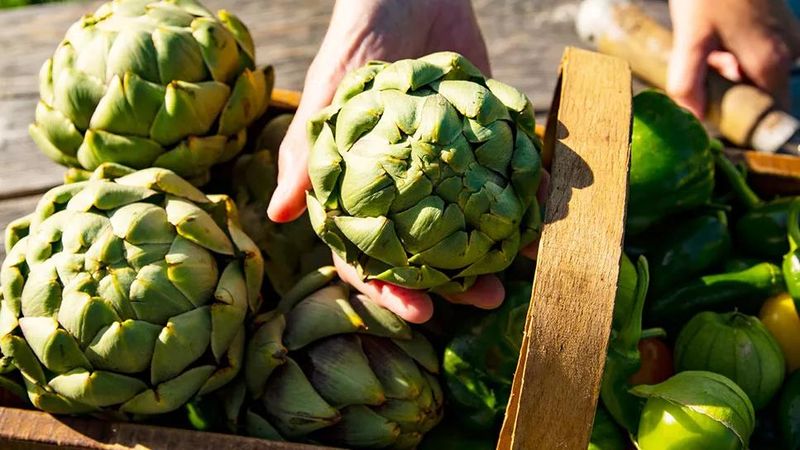 LESS: Artichokes