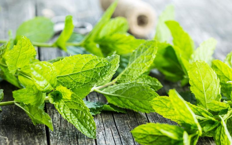 Herbs