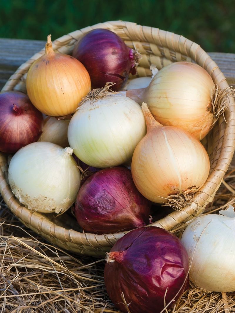 MORE: Onion