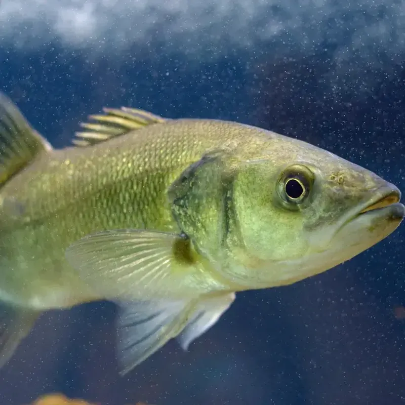 Chilean Sea Bass