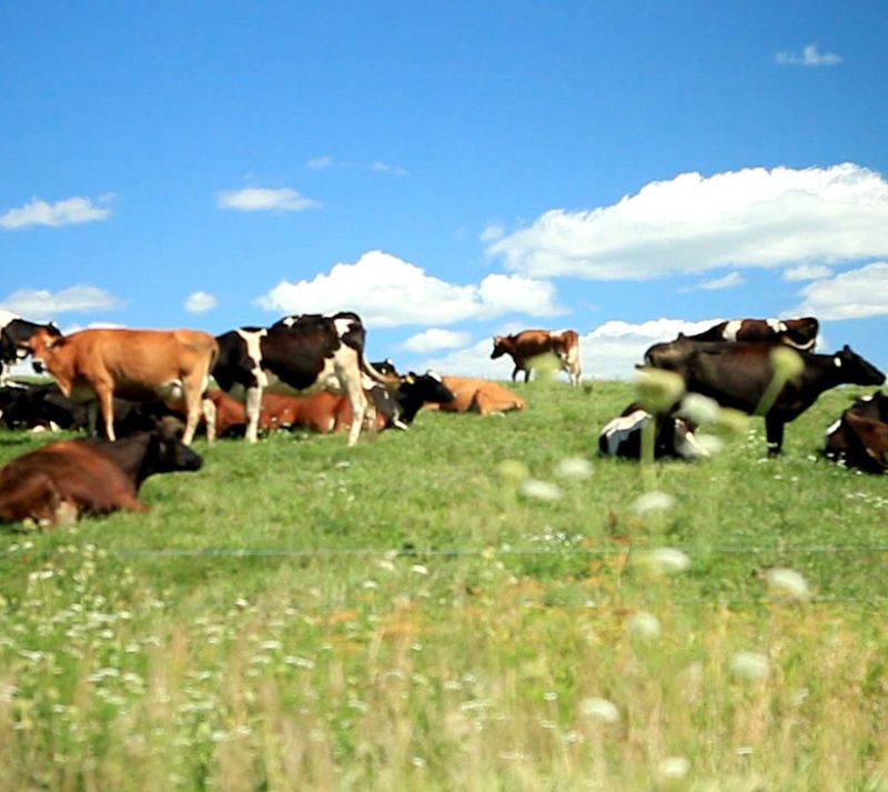 Custard Cows