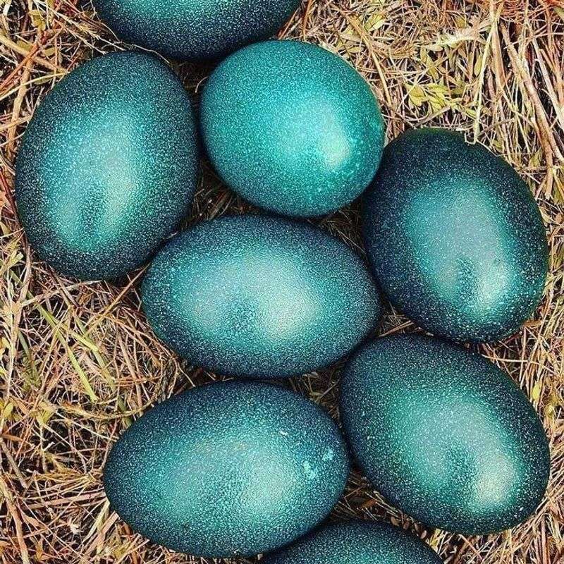 Emu Eggs