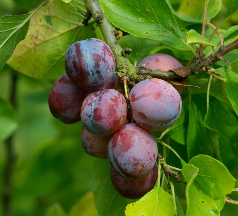 PICK: Plums