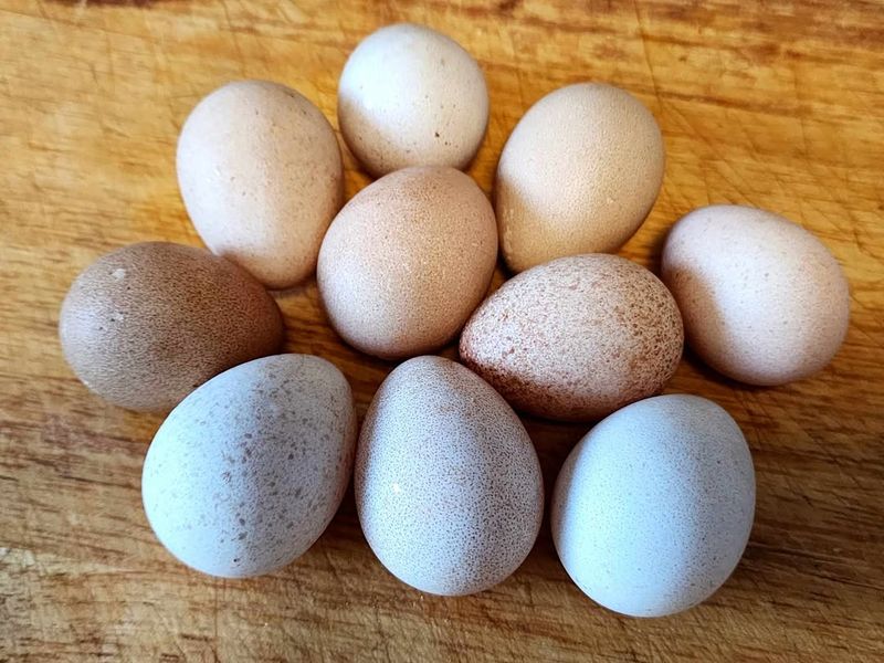 Guinea Fowl Eggs
